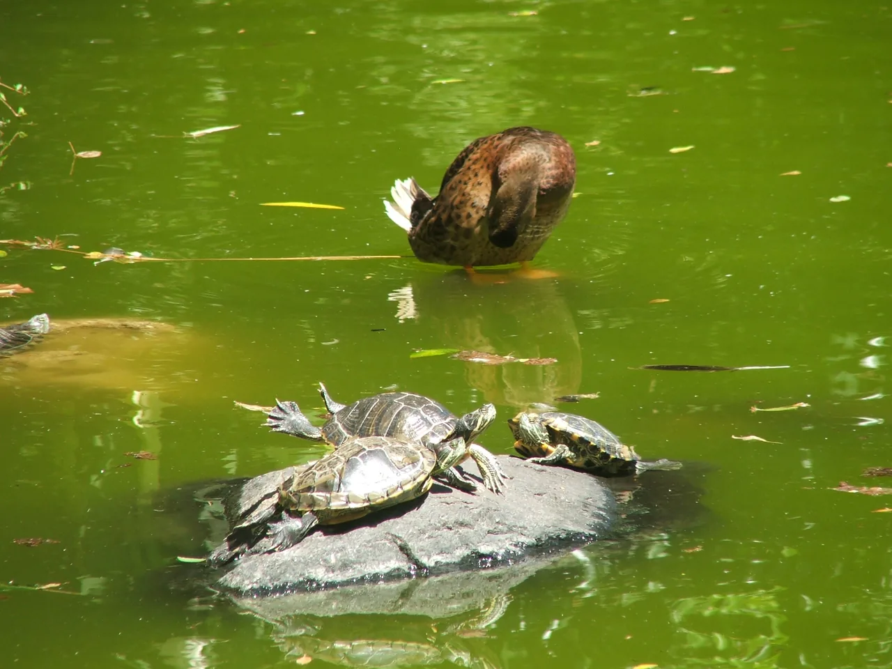 Duas tartarugas pousadas numa pequena rocha e um pato num lago da Estufa Fria.