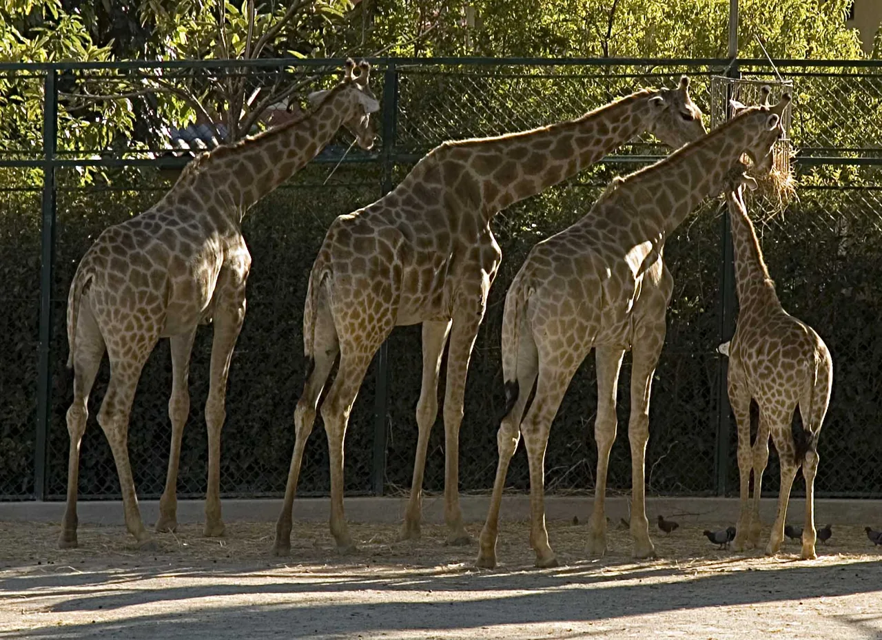 A group of Angolan giraffes standing together in their habitat at Lisbon Zoo.