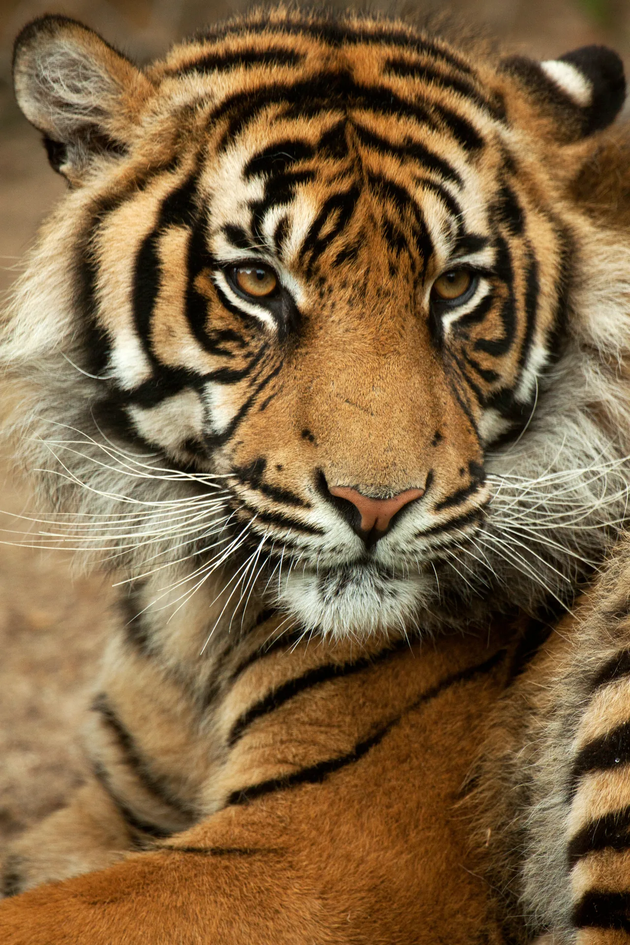 A Sumatran tiger looking towards the camera at Lisbon Zoo.
