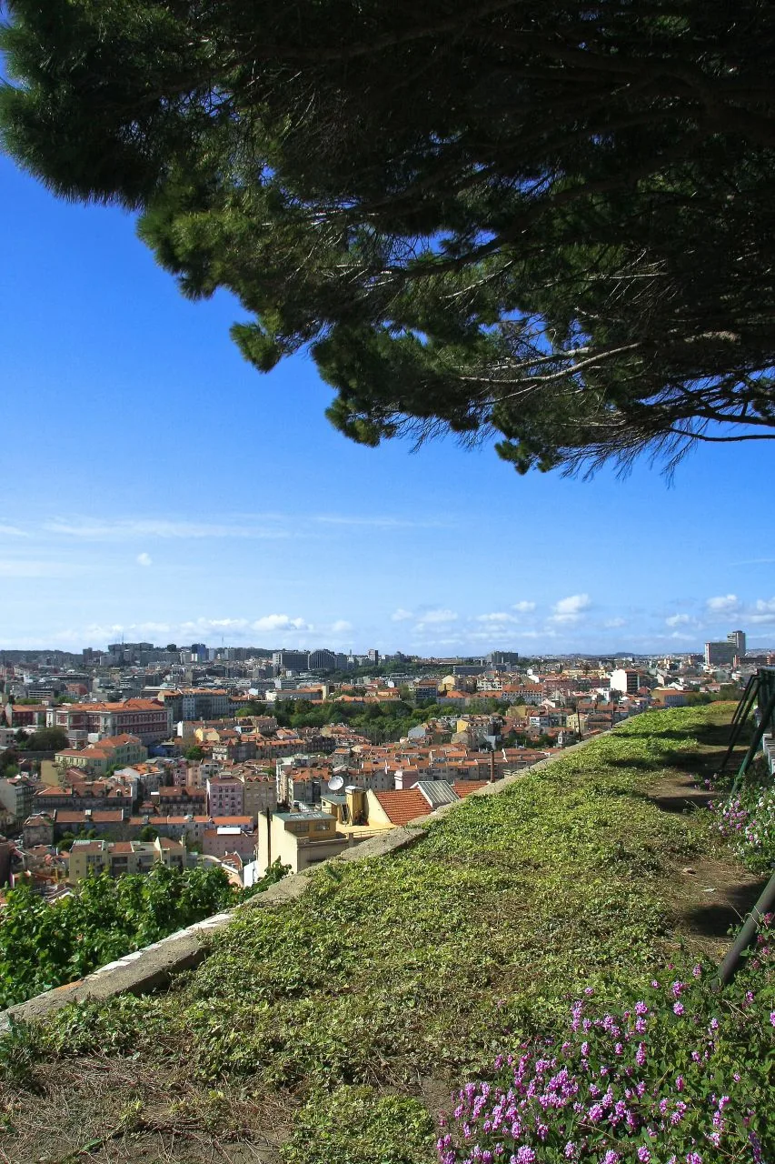 Árboles que enmarcan la ciudad al pie del mirador de Senhora do Monte.