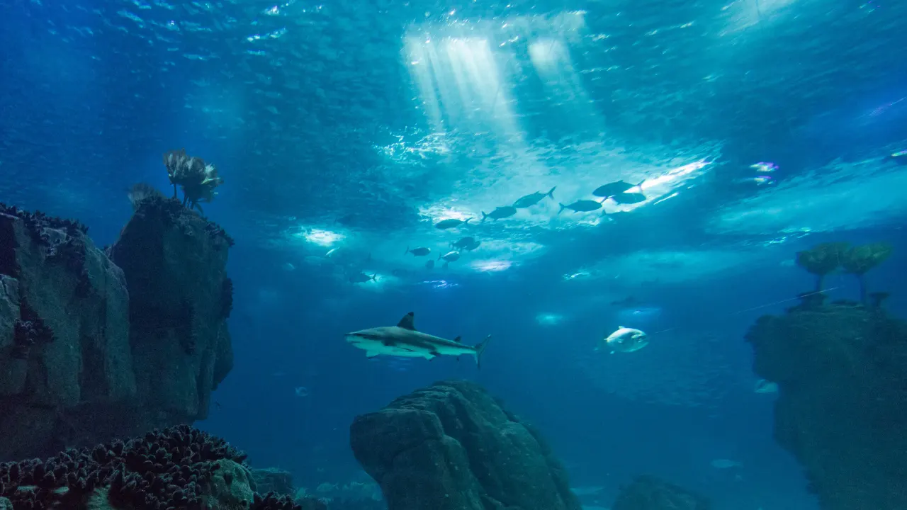 Um tubarão e cardumes de peixes no tanque principal do Oceanário de Lisboa, com luz solar a atravessar a água.