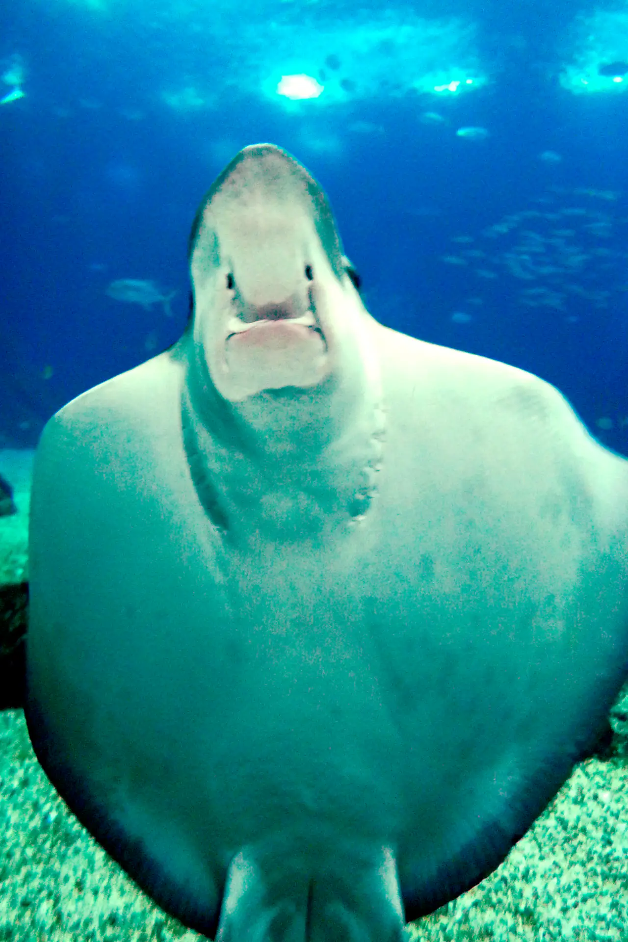 Uma raia a nadar junto ao vidro do Oceanário de Lisboa, com a parte inferior clara do corpo contra a água azul.