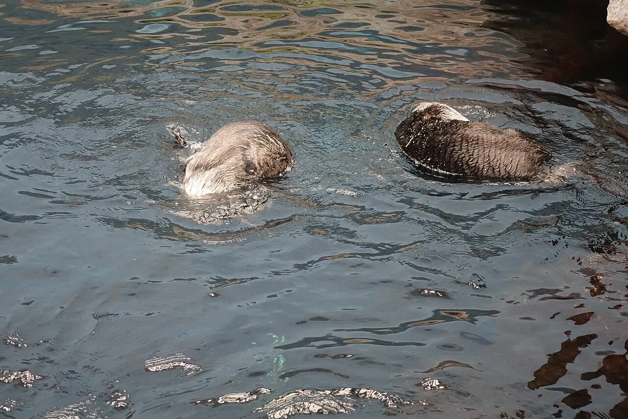Duas lontras-marinhas a flutuar à superfície no seu habitat no Oceanário de Lisboa.
