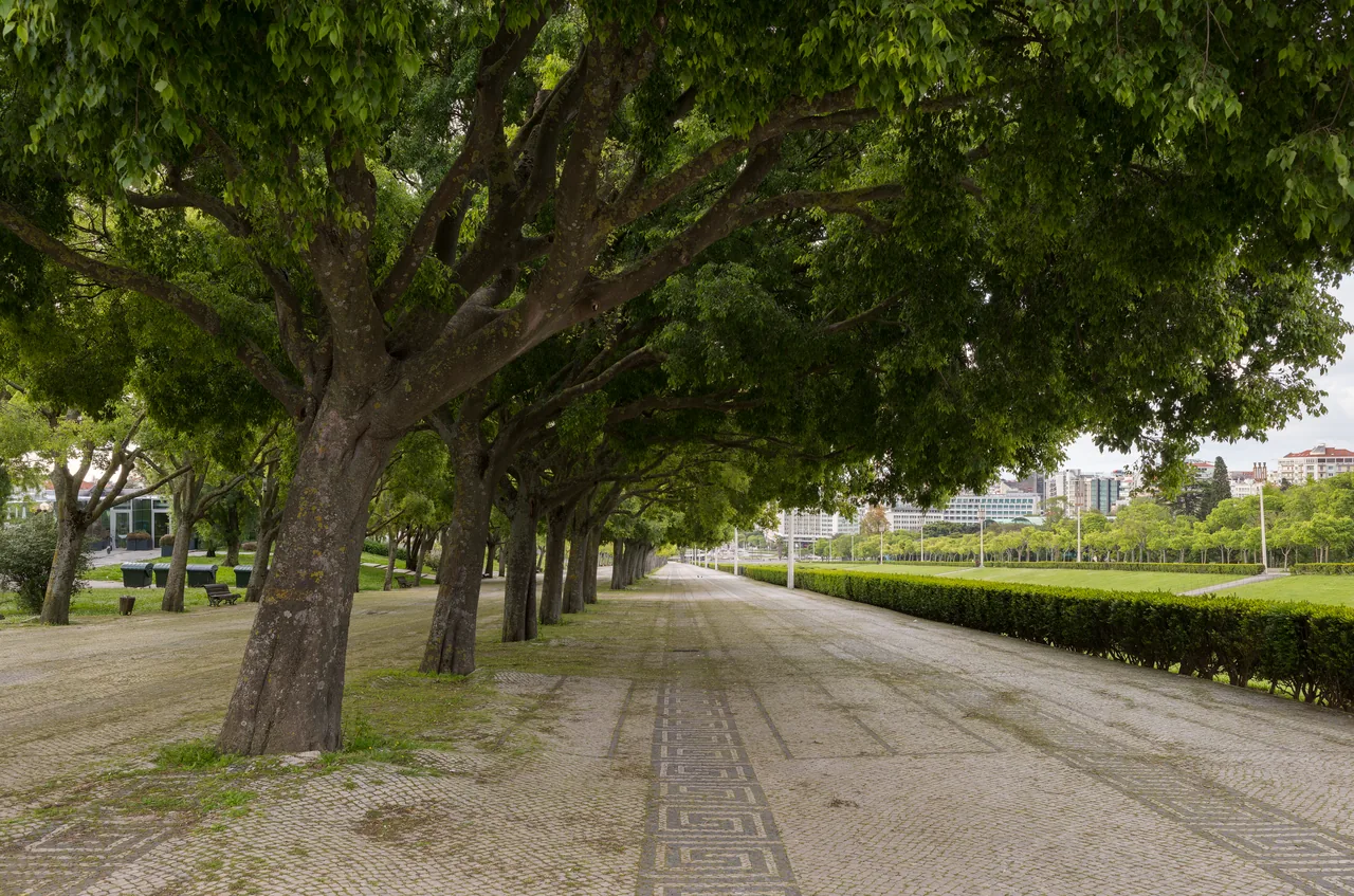 Alameda larga e pavimentada, ladeada de árvores adultas, no Parque Eduardo VII.